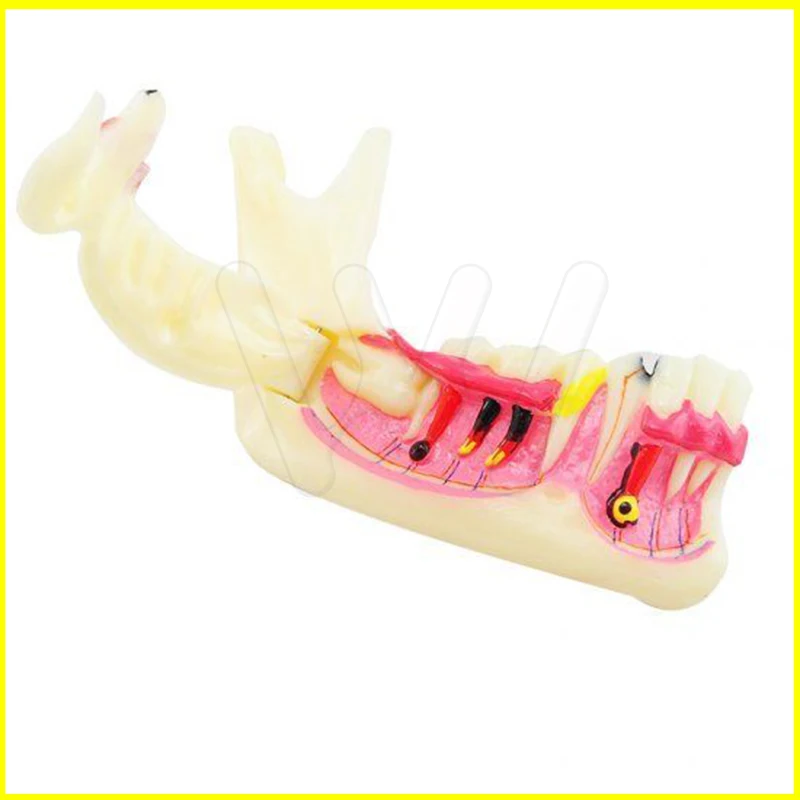 Dental MandibularTeeth Demonstration Anatomical Patient Study Teach Model (2)