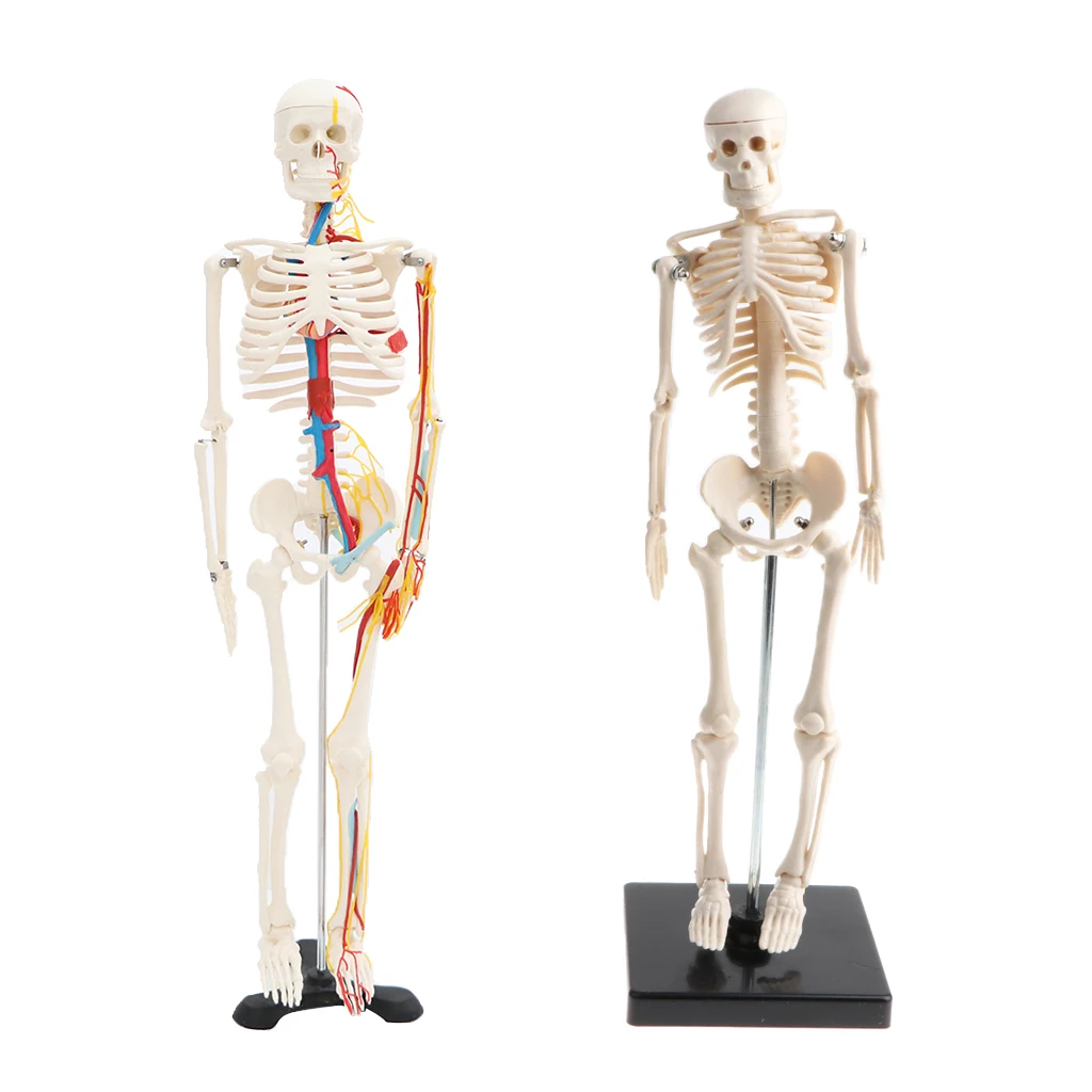 42cm Human Children Body Skeleton Model & 85cm Skeleton Bone Model with Heart Vessel School Anatomical Models Teaching Aids