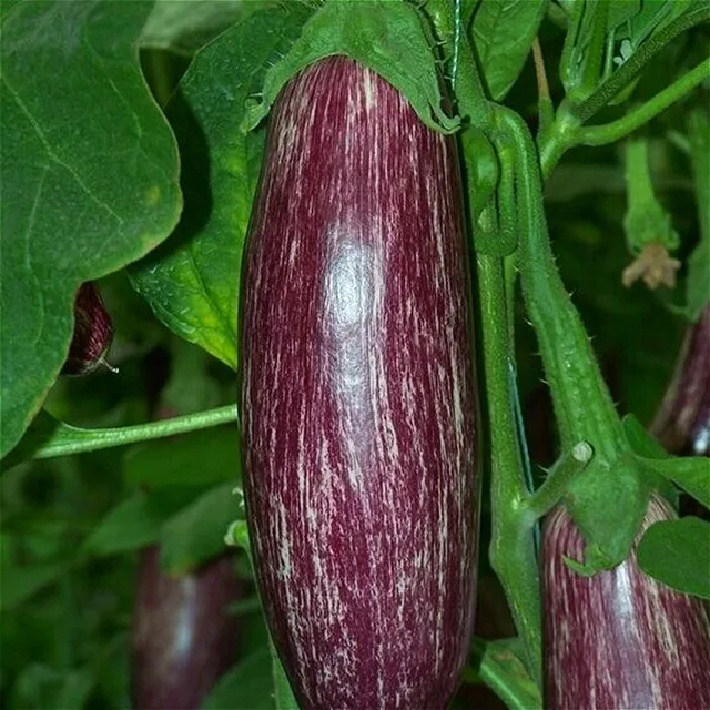 Buy 100 Pcs Purple Japanese Eggplant Seeds Free Shipping