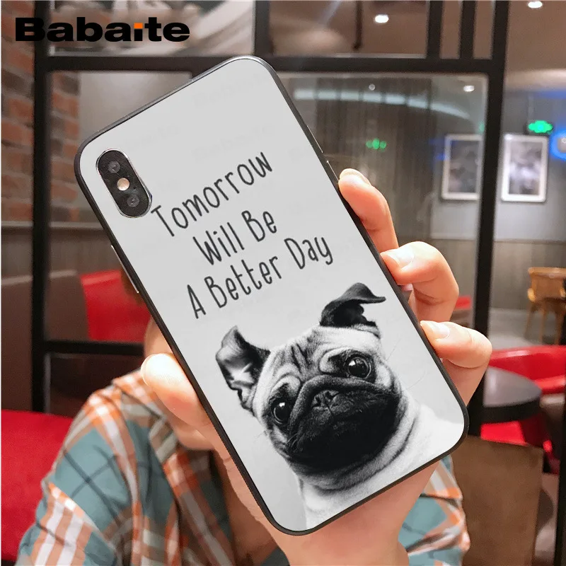 Cute lovely pug dogs animals