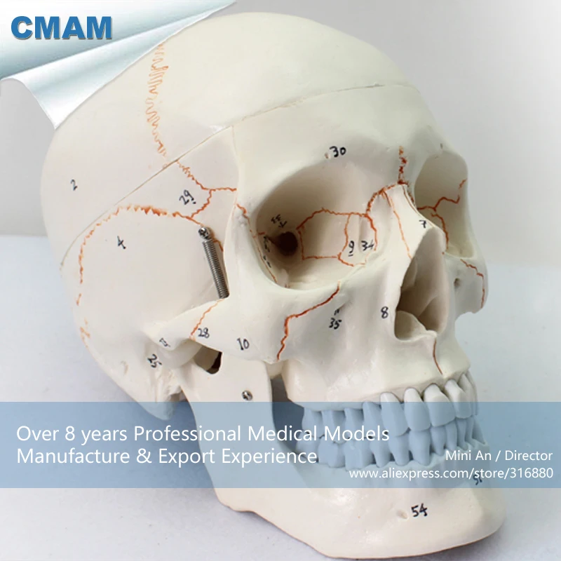 

No. 12331 , Numbered Skull Model , 1:1 Specimen size, CMAM china medical anatomical models