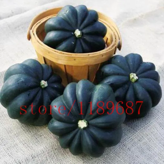 Image 20 Heirloom Acorn Squash Seed  black skin squash    Heirloom Table King Squash, Non gmo vegetable seeds for home garden