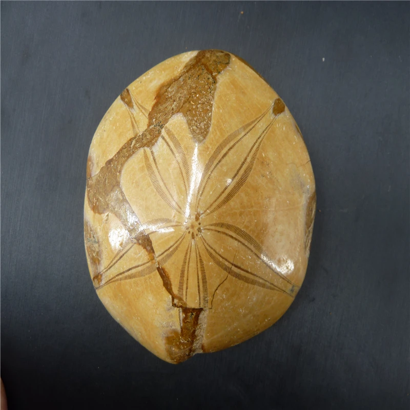 Натуральная морская звезда fossil Кристалл образца T946