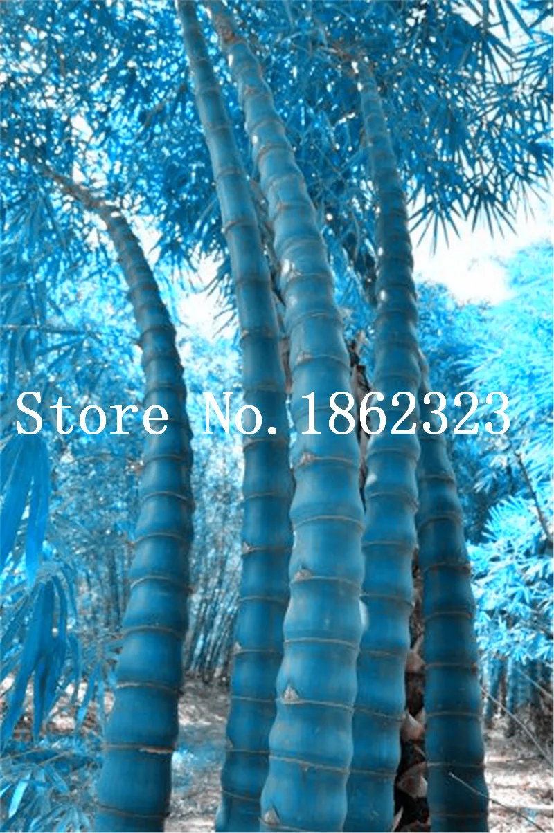Free Shipping 40 Pcs Bamboo Phyllostachys Pubescens Rare Giant Bamboo bonsai Bambusa Lako Tree For Home Garden Plant