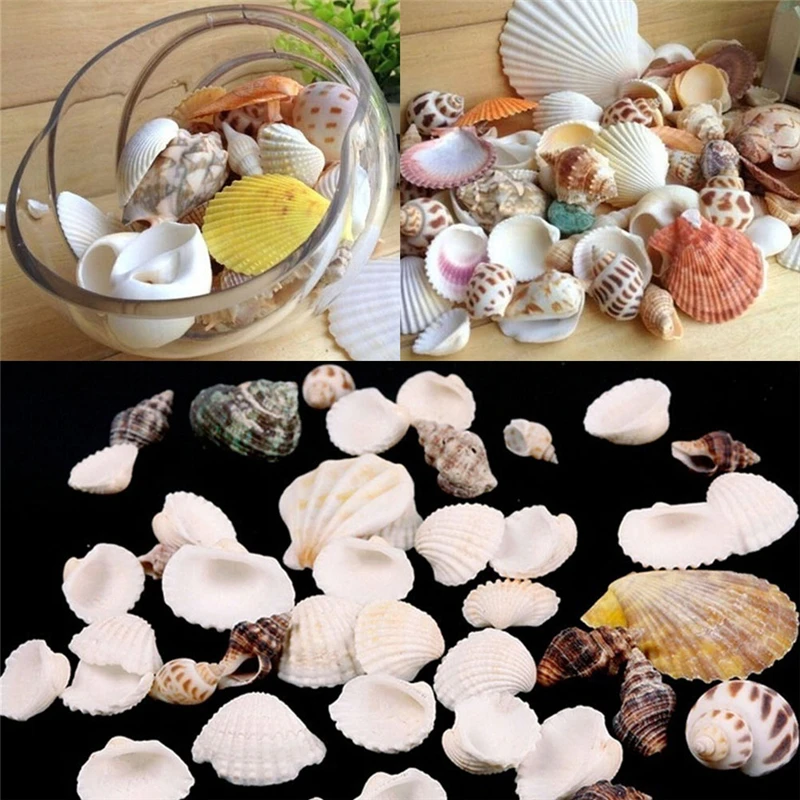 MENGXIANG 100g Beach Seashells Sea Shells for Home Decoration Material ...