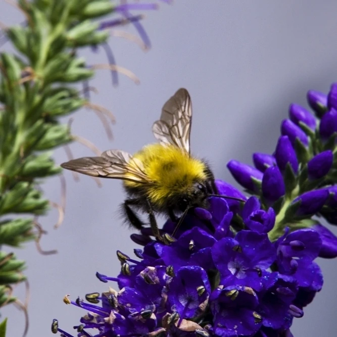 Bee On Purple Flowers Poster Print (24 x 36)