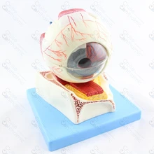 Премиум глаз Анатомия 5X большой стенд GD103 | оптическая школьная модель | образовательная модель