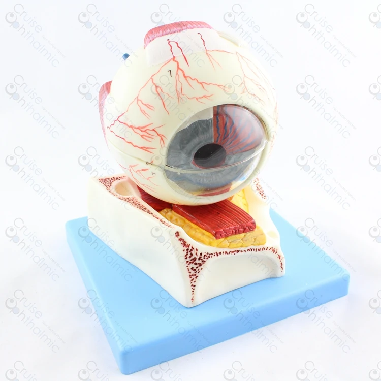 

Premium Eyeball Anatomy 5X Large Stand GD103 | Optometry School Model | Education Model