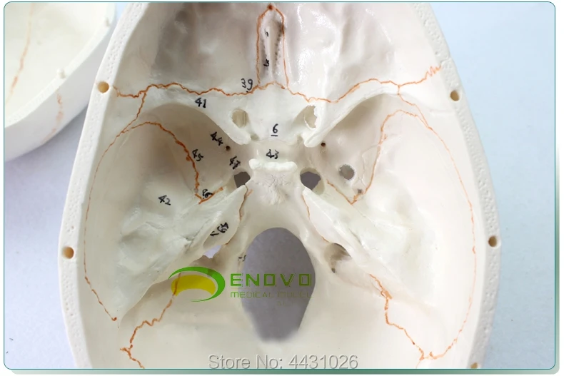 ENOVO плода черепа модель для череп модель человеческого. модель черепа medicine