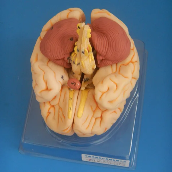 ISO Делюкс модель человеческого мозга анатомический мозг Модель|human brain model|human