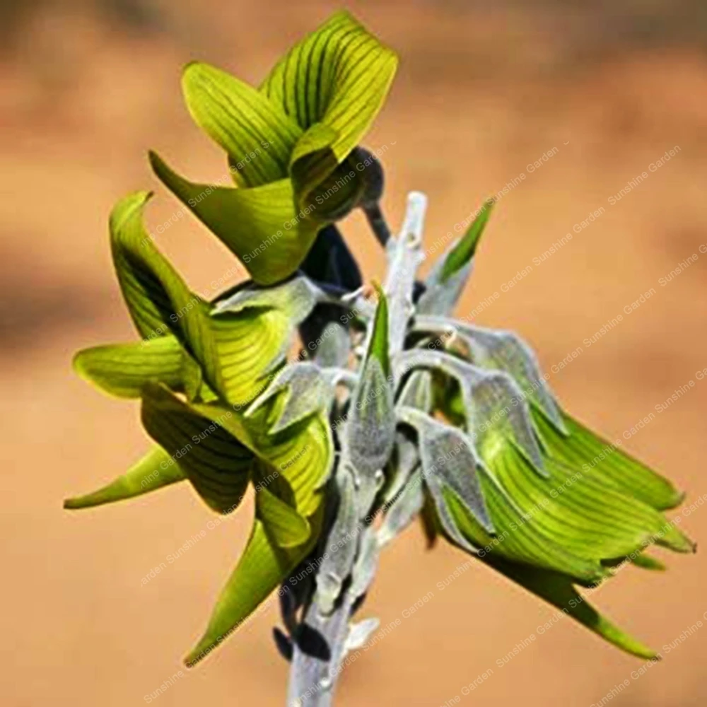 20 шт. Редкие кротальария Juncea бонсай красивые цветы натуральный многолетний сад декоративные растения Crotalaria Pallida cunninghamii 20 шт. Редкие кротальария Juncea бонсай красивые цветы натуральный многолетний сад декоративные растения Crotalaria Pallida cunninghamii