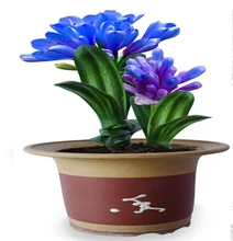 30 Pcs blue color Beautiful Chinese clivia seeds plants bonsai garden flower seed semente decorative flowers rare