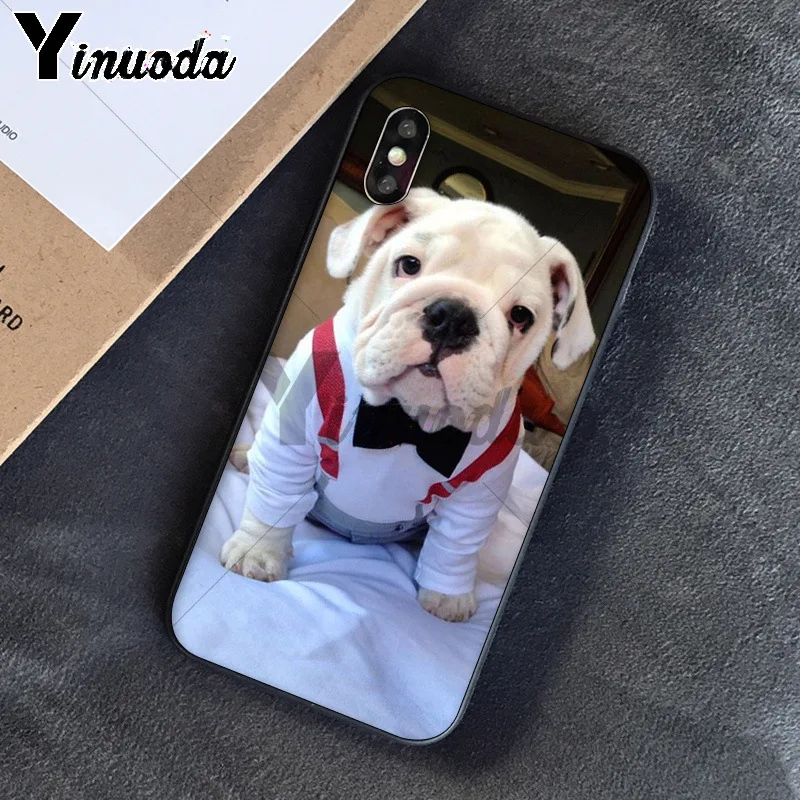 Cute dog english bulldog