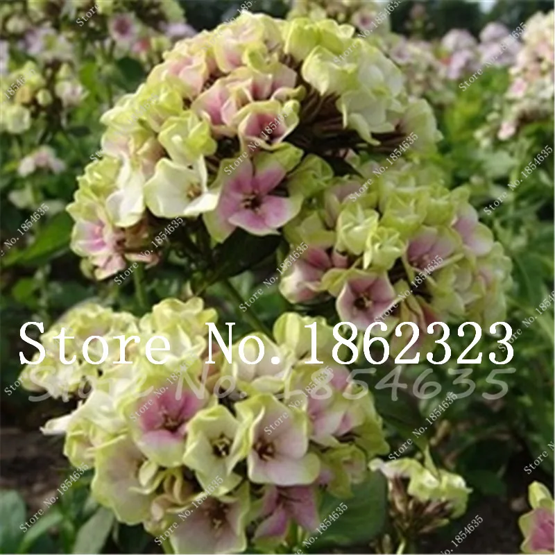 200 Pcs New Arrival! Heirloom Mountain Phlox Bonsai,Potted Bonsai Plant Flower Plant for Home Garden Decor Ground Cover Plant