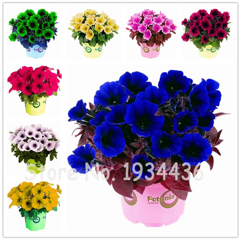 1000 Pcs Hanging Bonsai Petunia Plant For Home Garden Natural Growth Flower Pots Planters Multi Color Ornamental Vine Plants