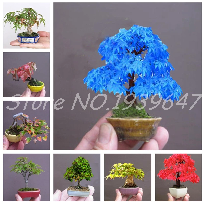 

Hot Sale! 30 pcs Exotic Maple Tree Bonsai Blue Maple Tree Japanese Maple Plant for Home Garden & Balcony Flower Pot Easy to Grow