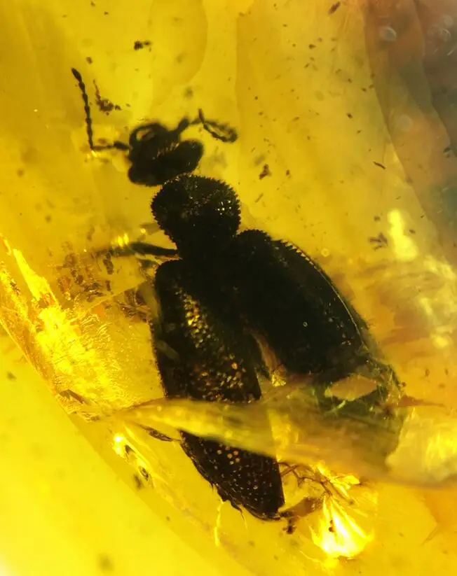 

Rare Ommadidae beetle burmite Untreated Myanmar Amber insect 100 million years ago lynx stone Cretaceous form Dinosaur age