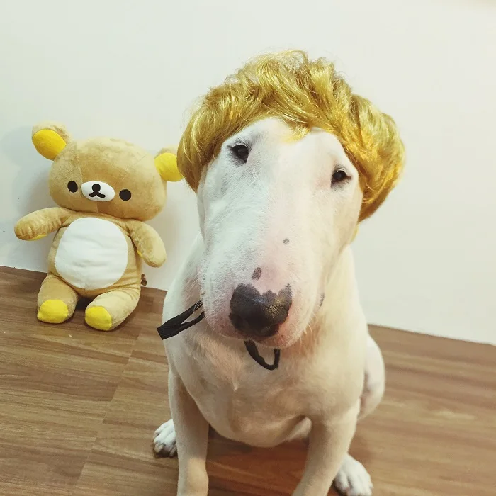 Tienda MPK] peluca para mascotas, nuevo diseño desordenado, peluca para perro|wig orange|wig voguewig doll - AliExpress - Selección de productos extraños para animales con Aliexpress