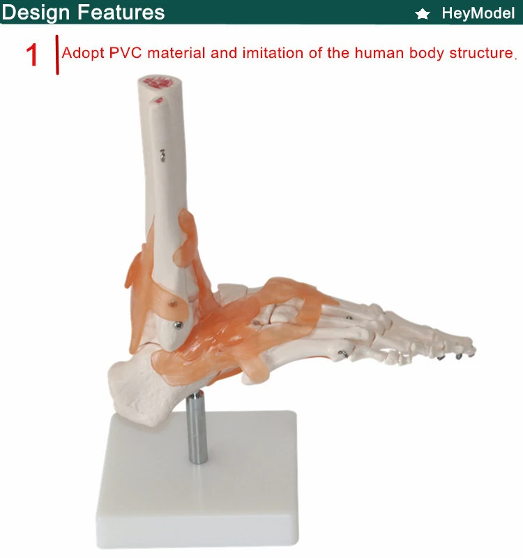 Heymodel 1:1 Размер жизни ноги сустава модель с секциями с ПВХ материалом