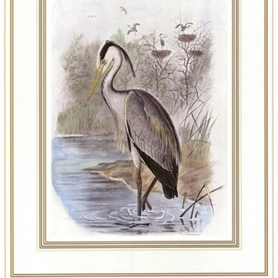 Common Heron Poster Print (13 x 19)