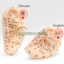 FREE SHIPPING English Medical Model Ear Meridians Model Ear acupuncture model 7 CM ear model for body acupuncture True ear size