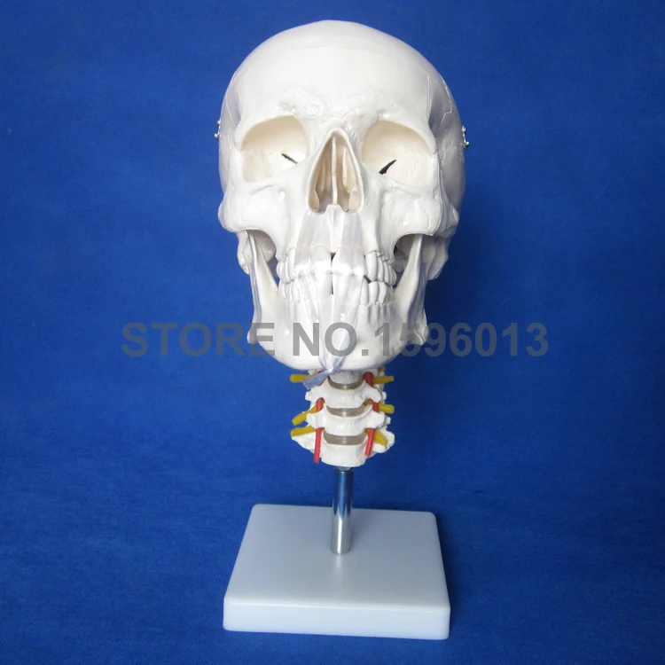

HOT Skull Model with Cervical Spine and neck artery, Anatomical Skull model