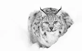 

Animals Lynx cat 4' Size Home Decoration Canvas Poster Print