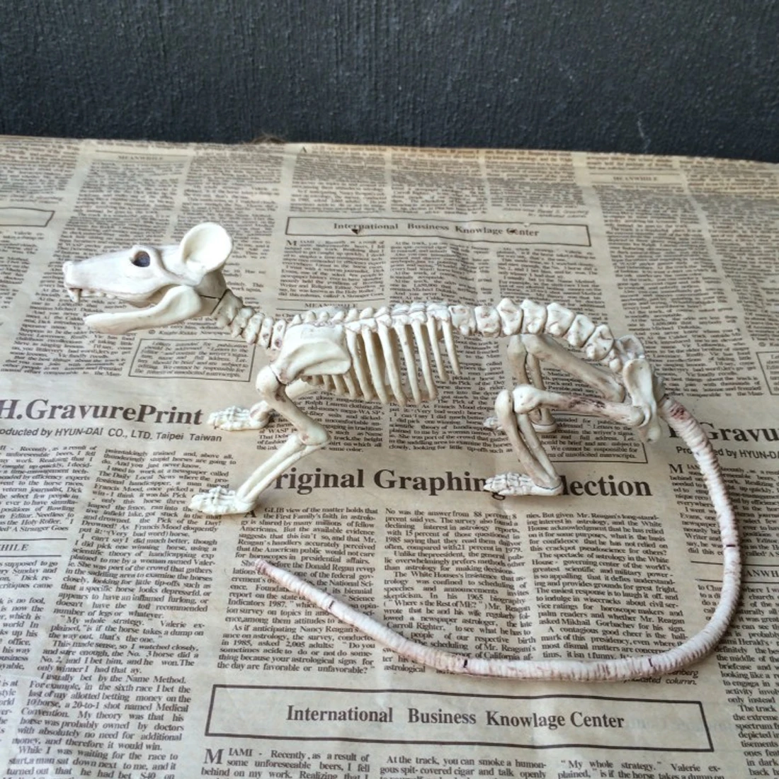 

Nice Skeleton Rat 100% Plastic Animal Skeleton Bones for Horror Halloween Decoration