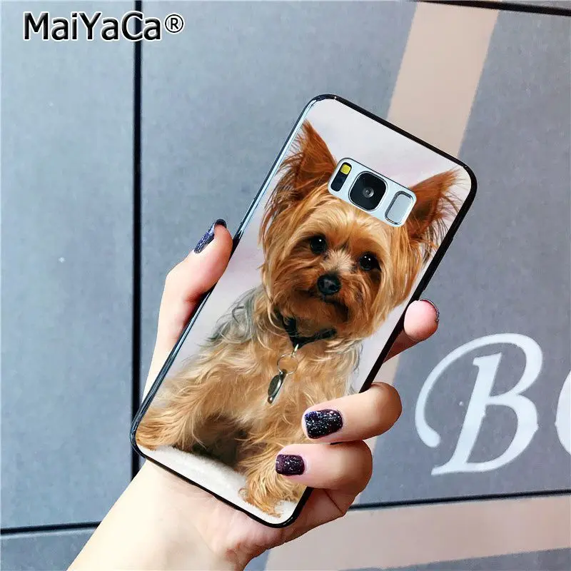 yorkshire terrier dog puppy