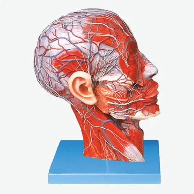 

Model of central sagittal section of the head with vascularized nerve brain anatomy teaching model 27*20*10cm