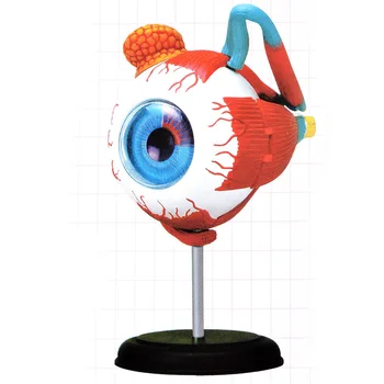 

4D Human Eye Anatomical Model Assembled Human Anatomy Model Eye Puzzles Structure Human's Skeleton Anatomical Model 32 Parts