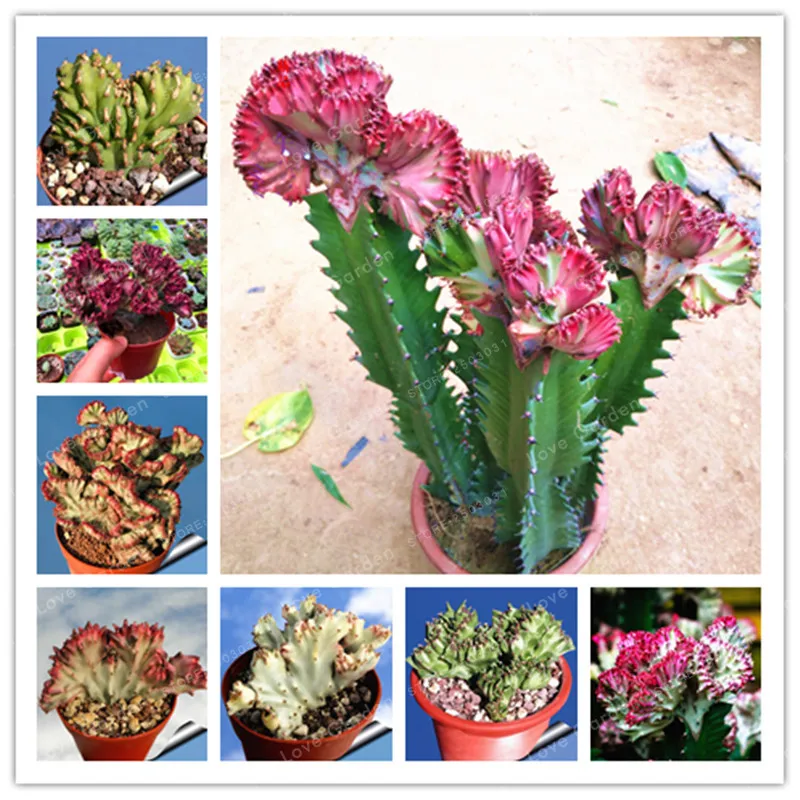 

Euphorbia Lactea bonsai 100 PCS Perennial Succulent Its Shape Is Peculiar And Beautiful With High Ornamental Value