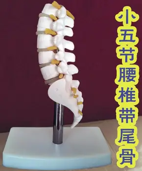 

15cm Skeleton Lumbar Disc Disease Spine Model Fifth section lumbar spine Medical Science Teaching Hips body mannequins C010