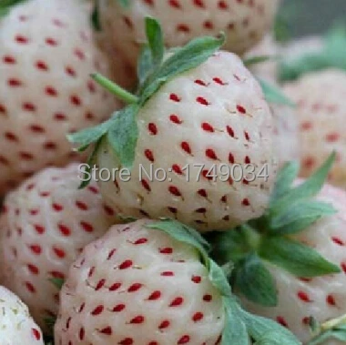 различные сорта растений. различные сорта растений. клубника ананасная пайнберри. овощные растения. белоплодная земляника анабланка.