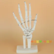 

natural Human Skeleton Hand joints model Medical teaching model free shipping
