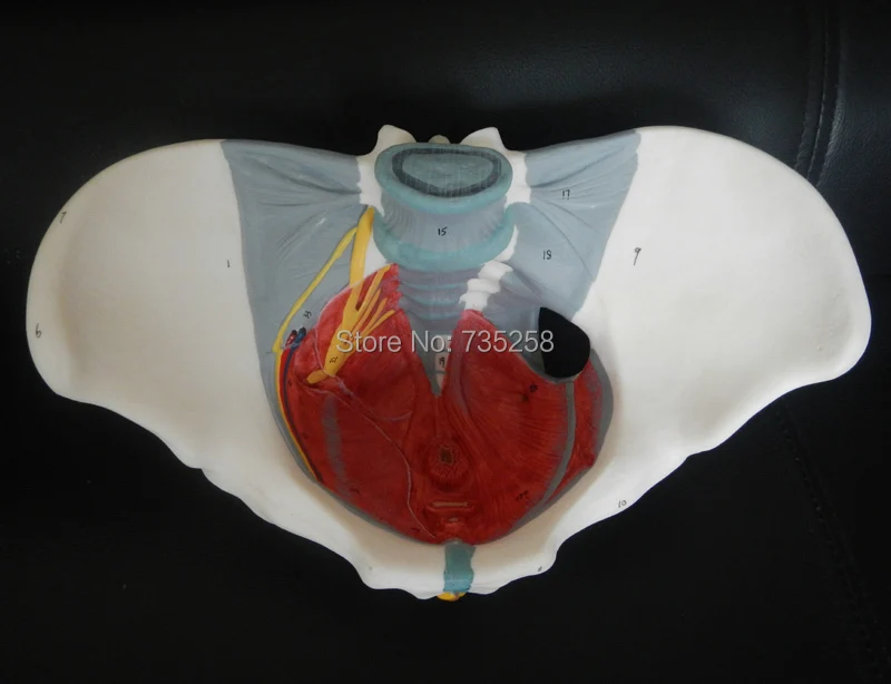 Женский таз тазовый пояс с моделью мышц тазового дна|female pelvis|female pelvis modelpelvis model |