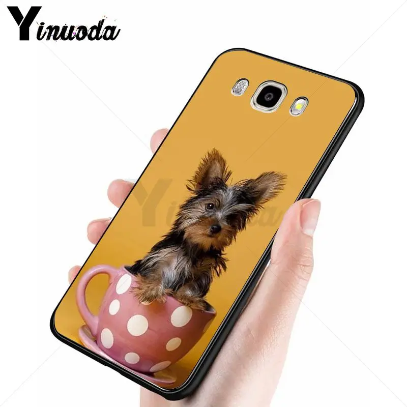 yorkshire terrier dog puppy 