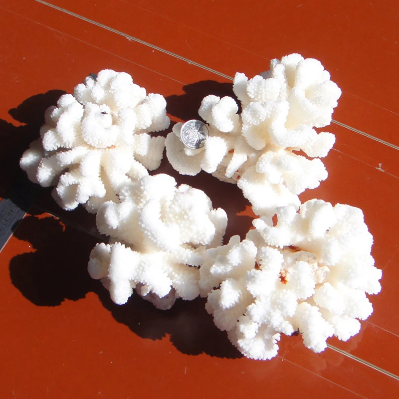 1pcs 11 13cm Natural Coral Furnishing Articles Natural Coral Natural