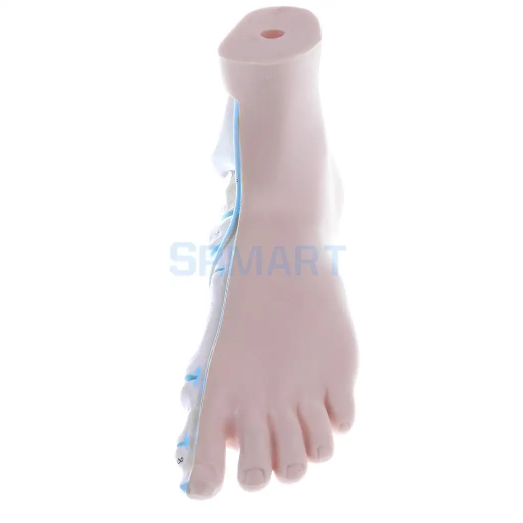 1:1 Lifesize Set of 3 Pieces Human Normal Flat Arched Foot Anatomical Model Lab Equipment