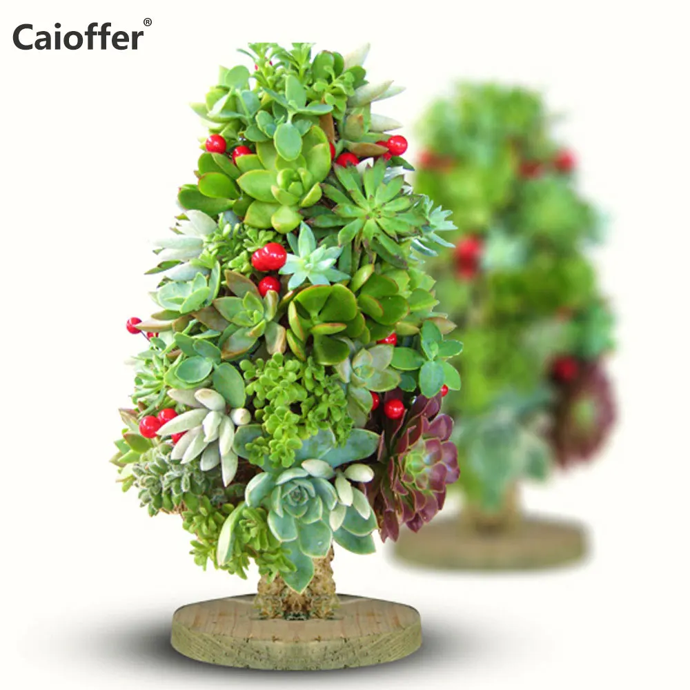 

Caioffer DIY Handmade Bonsai Little Tree Plant Succulent Not Included Balcony Garden Decoration Christmas Tree Cone Moss Topiary