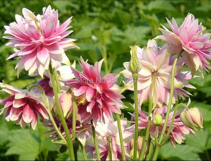 AQUILEGIA Columbine -Black Barlow 50 Seeds