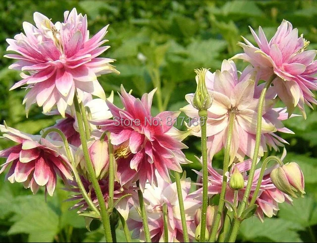 Us 0 97 Seedling Garden Plant 50 Seeds Aquilegia Vulgaris Nora Barlow Perennial Pink Columbine Flower Free Shipping On Aliexpress