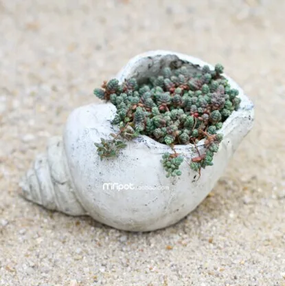 Fbh052749 plantas carnosas flores concha cemento cerámica maceta forma