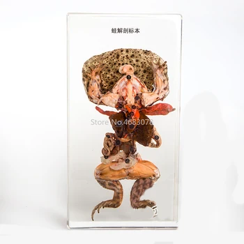 

Brand New Frog anatomy specimen In clear Lucite Educational Explore Instrument 19x10x3.2cm