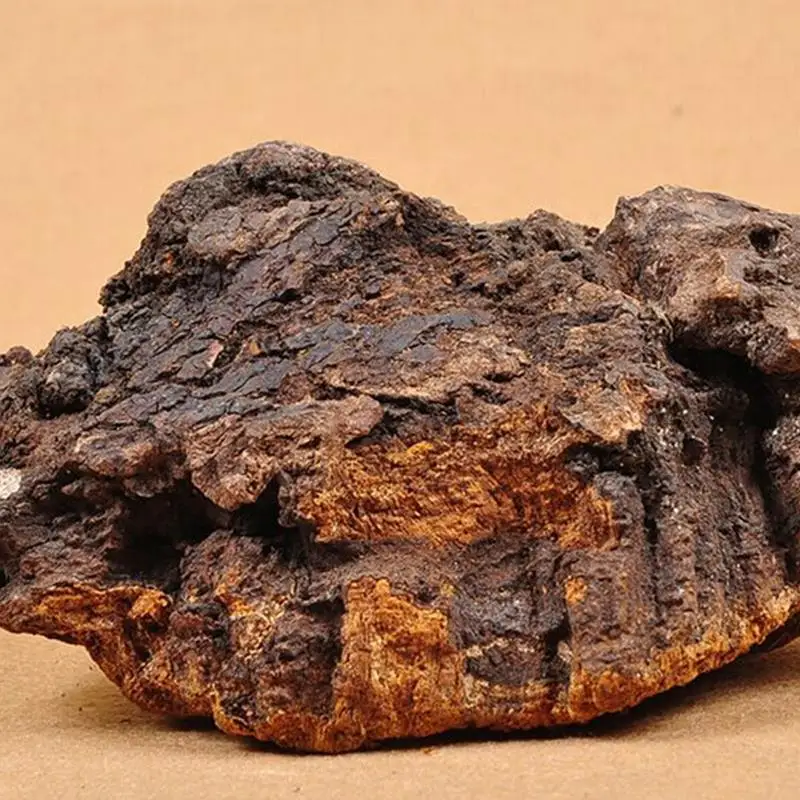 500g Dried Chaga Mushroom 100 Wild Natural Paekdusan Inonotus Obliquus