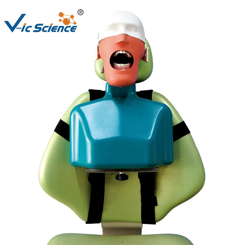 

U3 Dental Senior Manikin With Torso Model for students practise