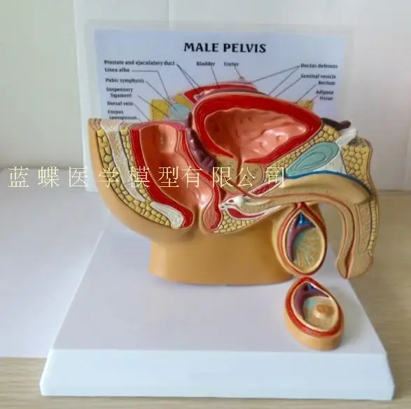 Male/Female pelvic sagittal section model Urinary system education demonstration | Канцтовары для офиса и дома