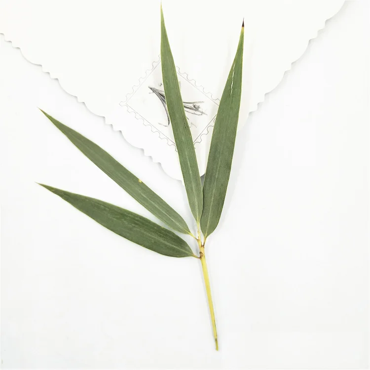 Прессованный высушенный бамбуковые листья натуральные сухие растения для эпоксидной смолы кулон ожерелье Изготовление ювелирных изделий ремесло DIY Аксессуары 1 пакет