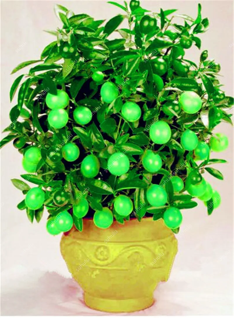 30 Pcs Edible Fruit Meyer Lemon Bonsai, Exotic Citrus Bonsai Lemon Tree Fresh Plants Fruit Vegetable Herb Plants Easy To Grow 30 Pcs Edible Fruit Meyer Lemon Bonsai, Exotic Citrus Bonsai Lemon Tree Fresh Plants Fruit Vegetable Herb Plants Easy To Grow