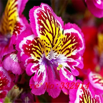 

``hot `10pcs/pack Diffenent Mixed Butterfly Orchid Bonsai Flowers Orchid bonsai Pot Flower Plant Garden Diy Home